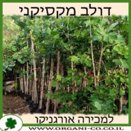 דולב מקסיקני למכירה - מחיר