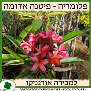 פלומריה ריחנית אדומה למכירה - מחיר