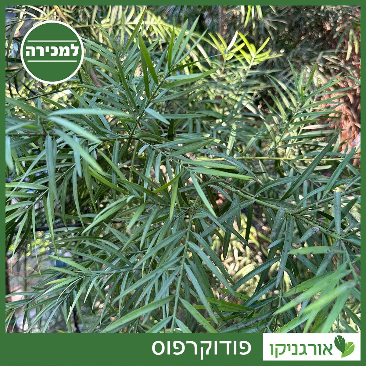 פודוקרפוס למכירה - מחיר