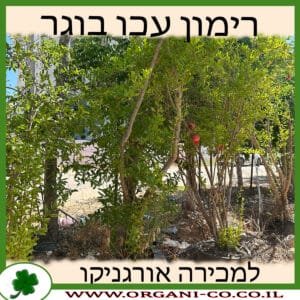 רימון עכו בוגר 4 צול למכירה - מחיר