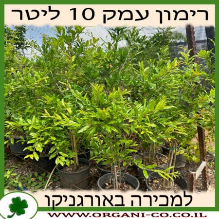 רימון עמק 10 ליטר למכירה - מחיר