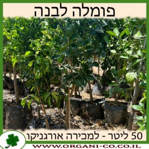 פומלה לבנה 50 ליטר למכירה - מחיר