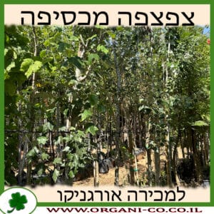 צפצפה מכסיפה למכירה - מחיר