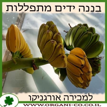 בננה ידים מתפללות למכירה - מחיר