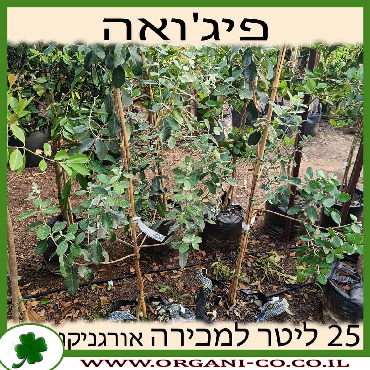 פיג'ואה 25 ליטר למכירה - מחיר