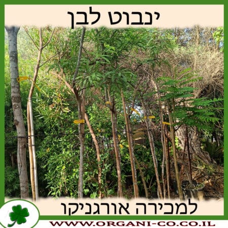 ינבוט לבן למכירה - מחיר