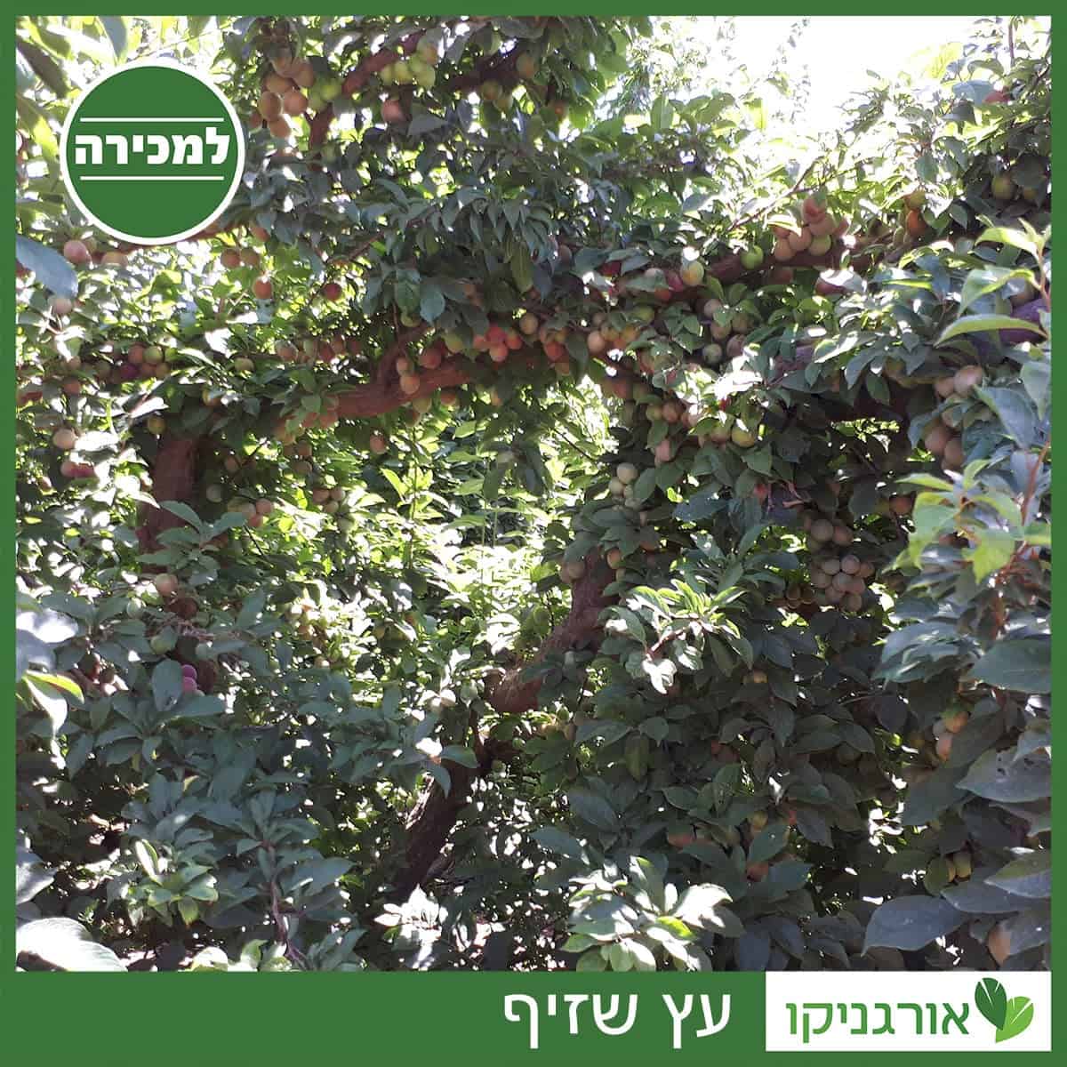 עץ שזיף למכירה - מחיר