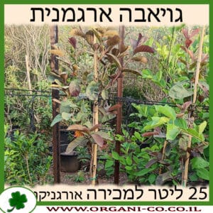 גויאבה ארגמנית 25 ליטר למכירה - מחיר