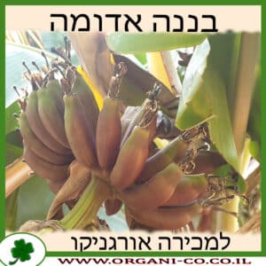 בננה אדומה למכירה - מחיר