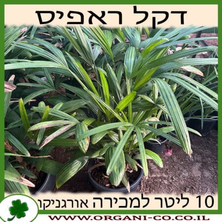 דקל ראפיס 10 ליטר למכירה מחיר