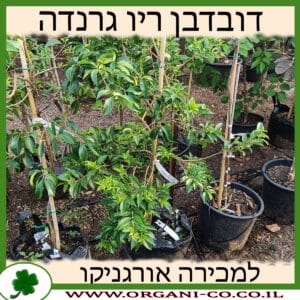 דובדבן ריו גרנדה למכירה - מחיר