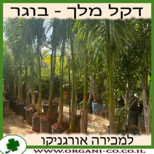 דקל המלך בוגר למכירה - מחיר