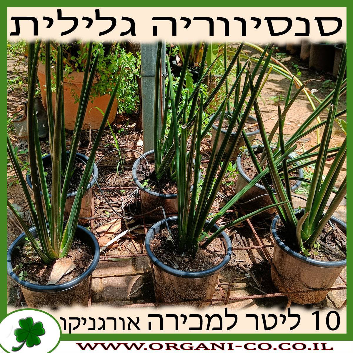 סנסיווריה גלילית 10 ליטר למכירה - מחיר