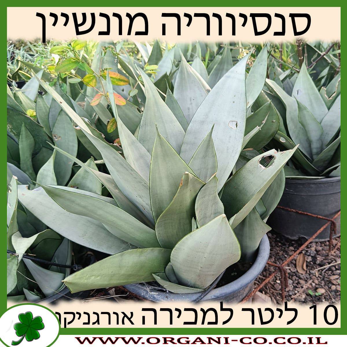 סנסיווריה מונשיין 10 ליטר למכירה - מחיר