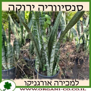 סנסיווריה ירוקה 10 ליטר למכירה - מחיר