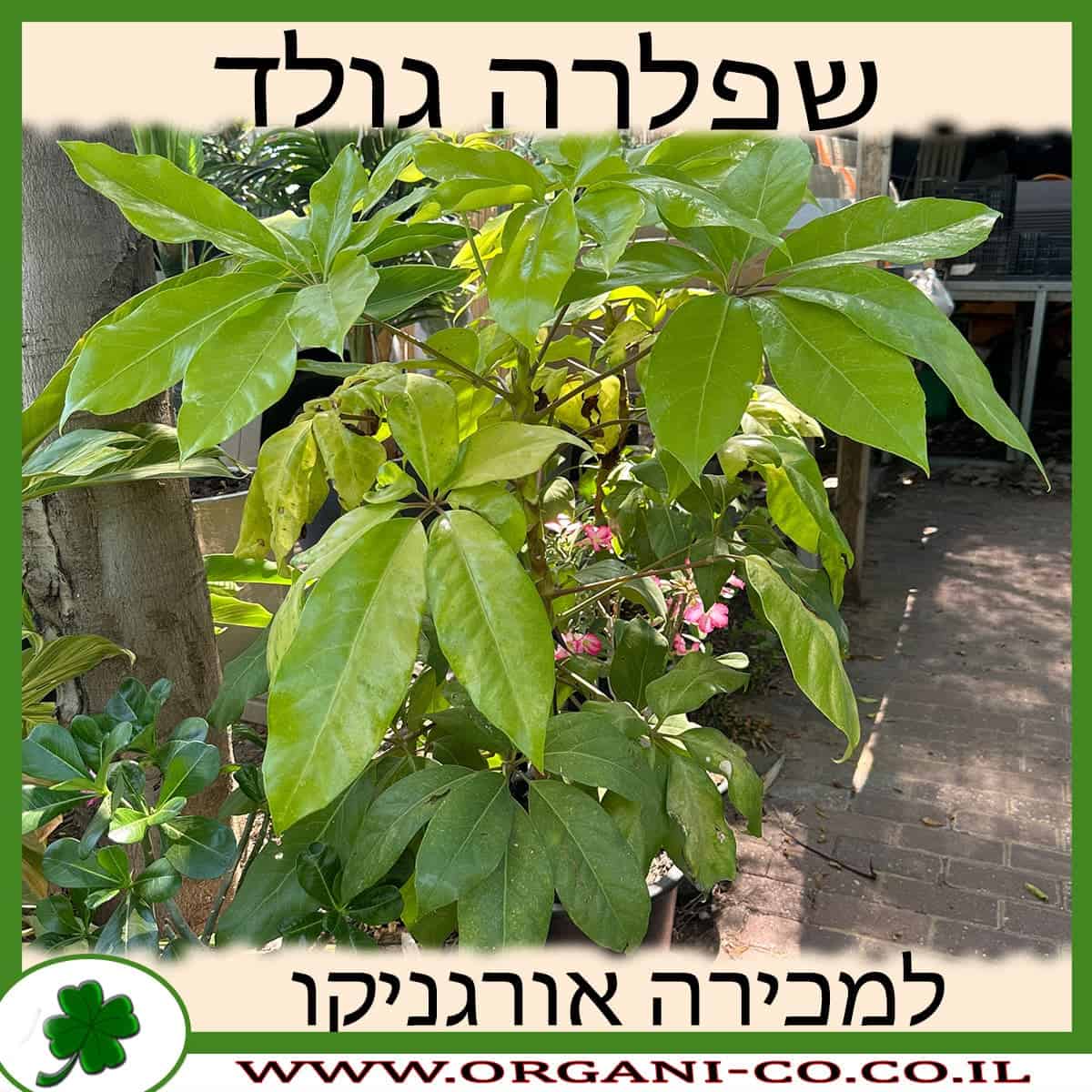 שפלרה גולדן 10 ליטר למכירה - מחיר