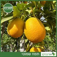 תפוז שמוטי למכירה - מחיר