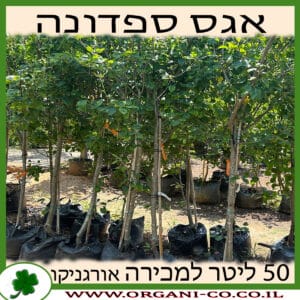 אגס ספדונה 50 ליטר למכירה - מחיר