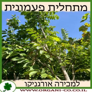 מתחלית פעמונית 25 ליטר למכירה - מחיר