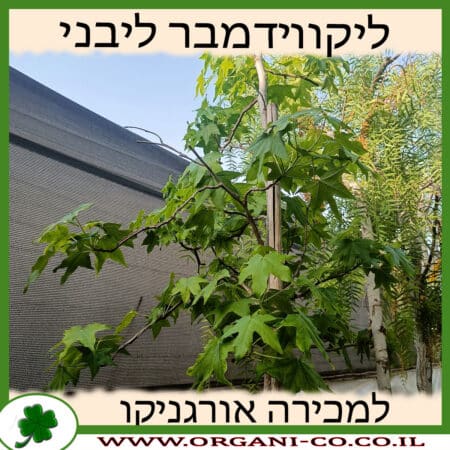 ליקווידמבר ליבני למכירה - מחיר