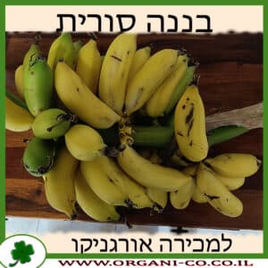 בננה סורית למכירה - מחיר