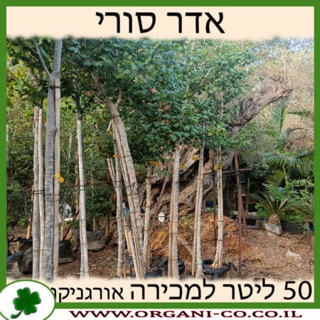 אדר סורי 50 ליטר למכירה - מחיר