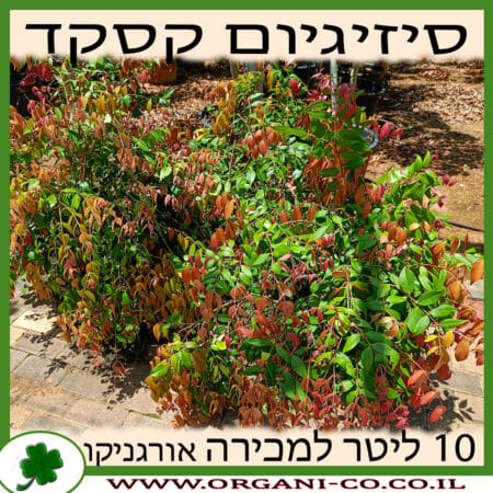 סיזיגיום קסקד 10 ליטר למכירה - מחיר