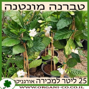 טברנה מונטנה 25 ליטר למכירה - מחיר