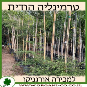 טרמינליה הודית למכירה - מחיר