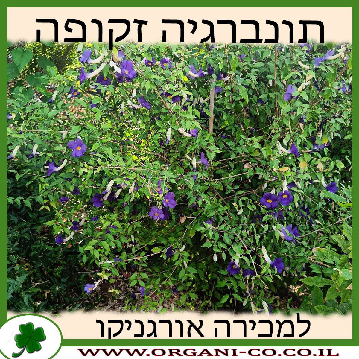 תונברגיה זקופה 10 ליטר למכירה - מחיר