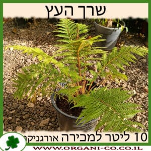 שרך העץ 10 ליטר למכירה - מחיר