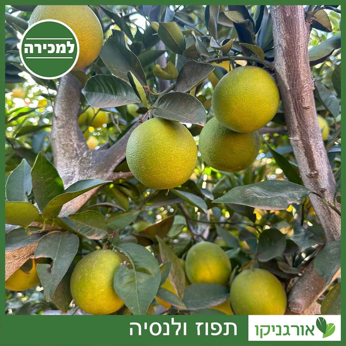 תפוז ולנסיה למכירה - מחיר