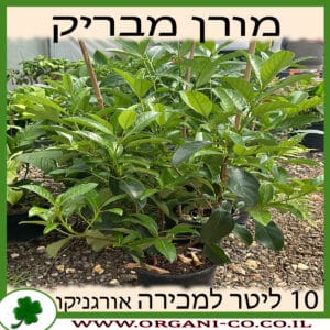 מורן מבריק 10 ליטר למכירה - מחיר