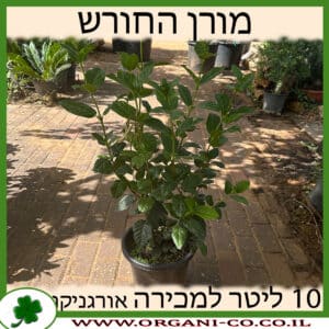 מורן החורש 10 ליטר למכירה - מחיר