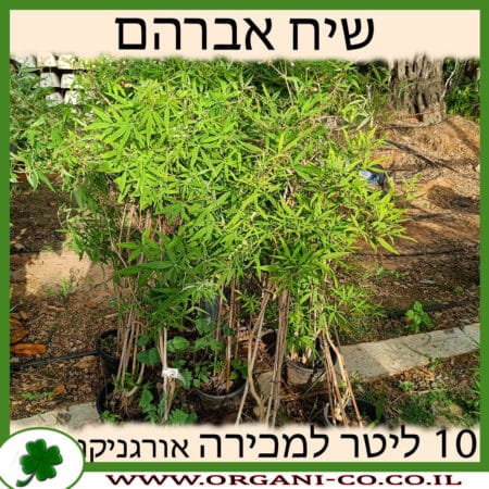 שיח אברהם מצוי 10 ליטר למכירה - מחיר