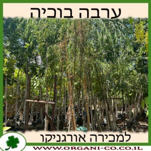 ערבה בוכיה (בבל) למכירה - מחיר