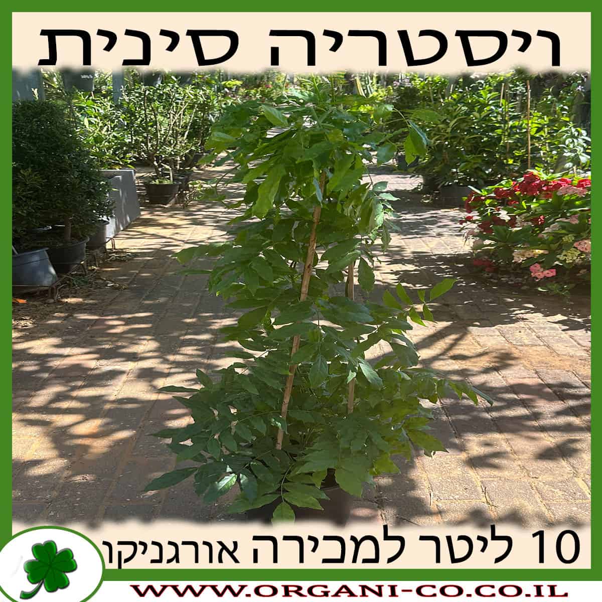 ויסטריה סינית 10 ליטר - למכירה - מחיר