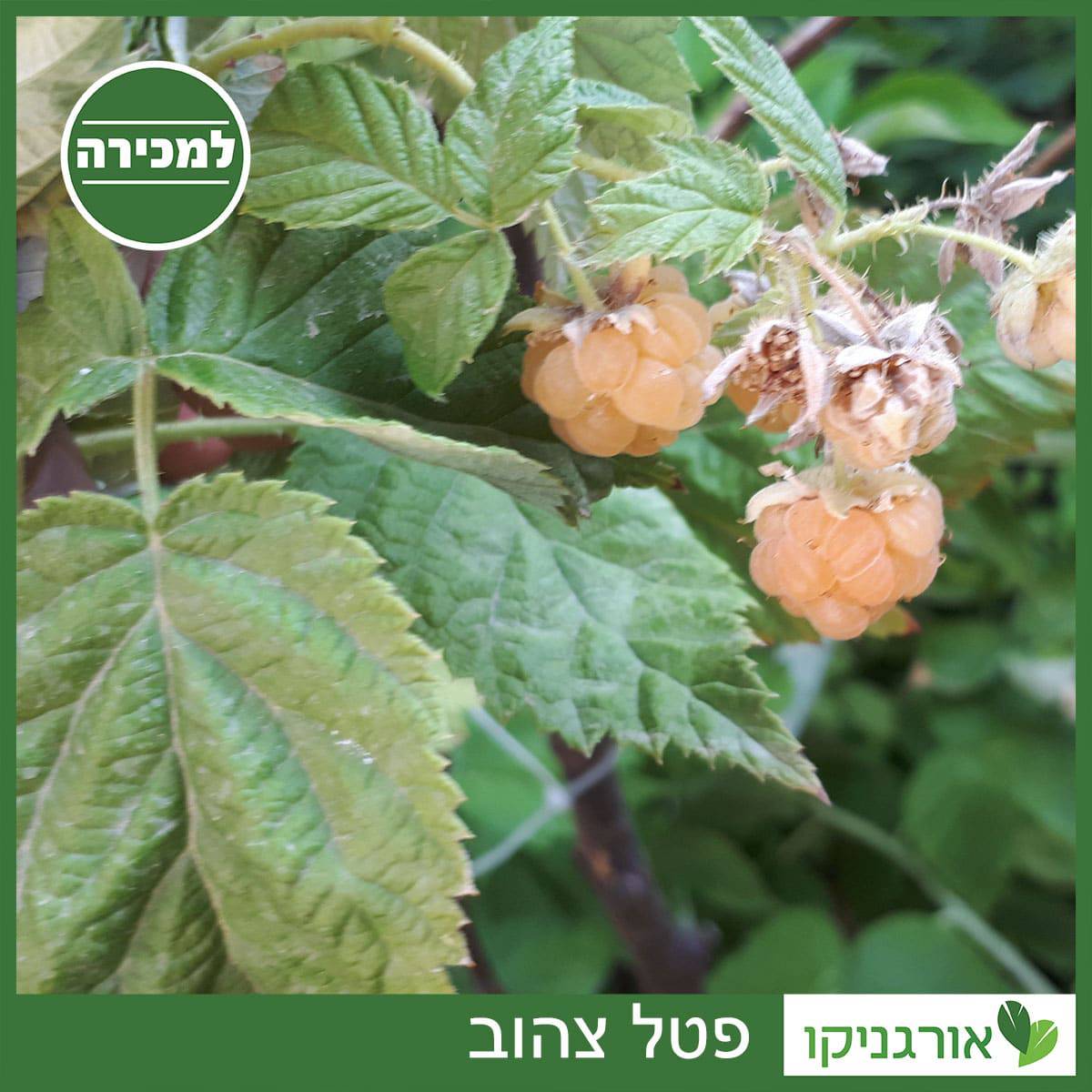 פטל צהוב 10 ליטר למכירה - מחיר