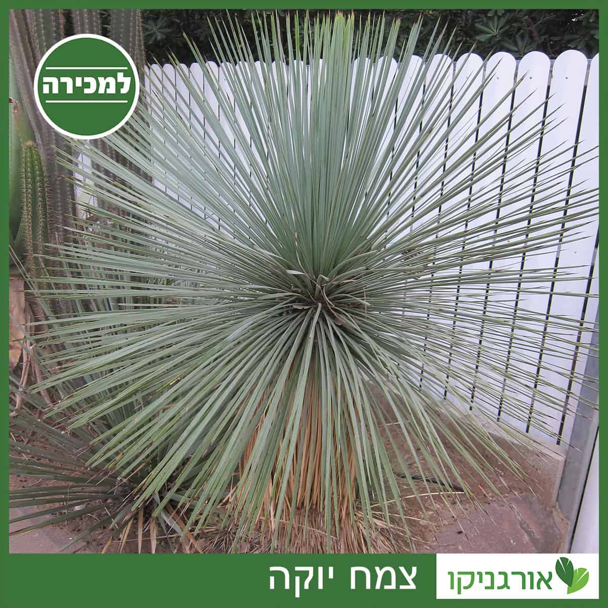 צמח יוקה למכירה - מחיר