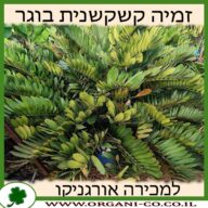 זמיה קשקשנית בוגר למכירה - מחיר