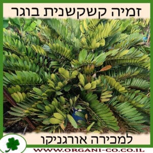 זמיה קשקשנית בוגר למכירה - מחיר