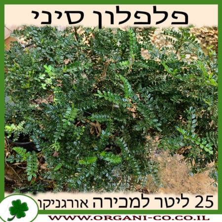 פלפלון סיני 25 ליטר למכירה - מחיר